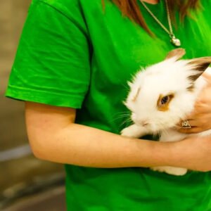 Rabbit Training Care and Course