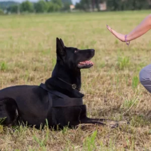 Entry Level 3 Award in Dog Training and Husbandry