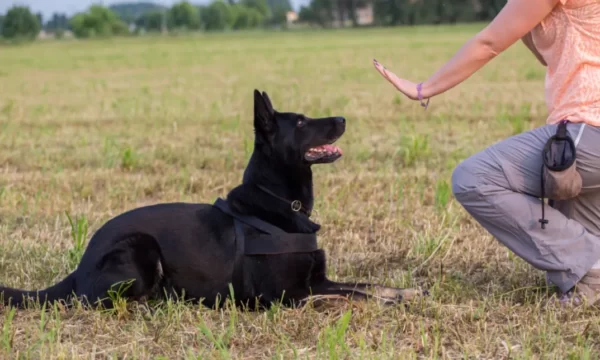 Entry Level 3 Award in Dog Training and Husbandry