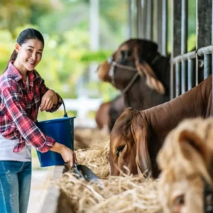 animal care course