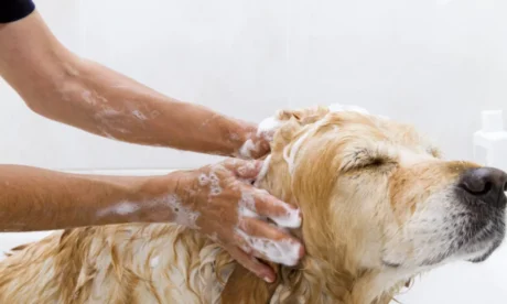 Dog Grooming Course