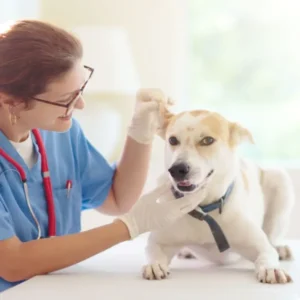 Dog Health Care