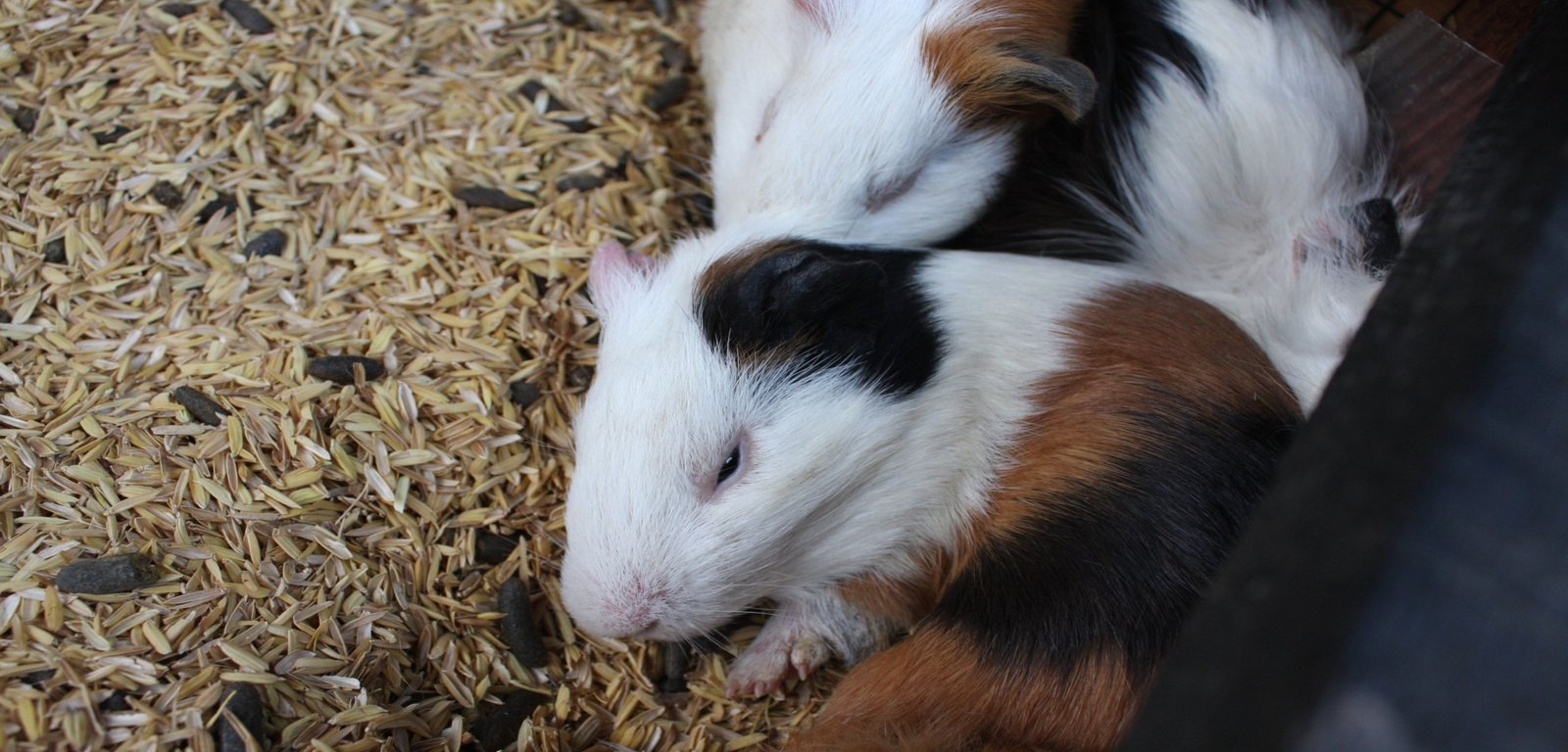 Do Guinea Pigs Sleep With Their Eyes Open