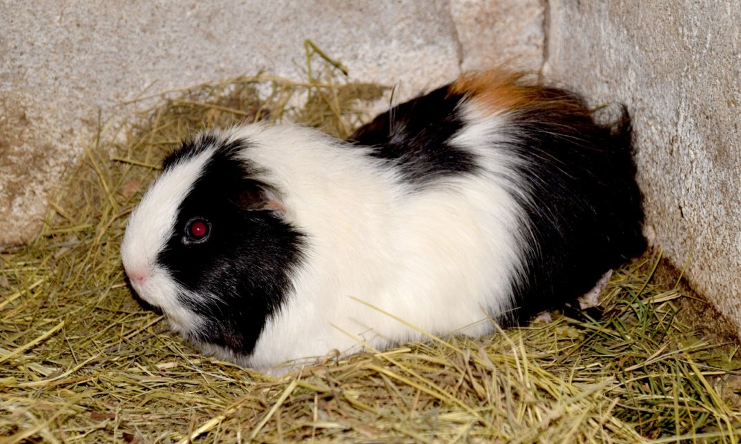 Guinea Pigs Sleep