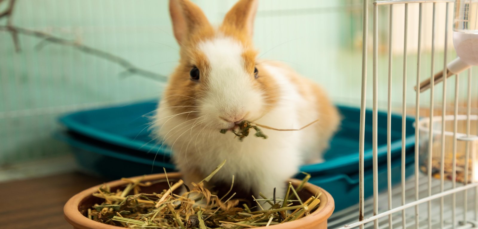 Nutritional Benefits of Blackberries for Rabbits