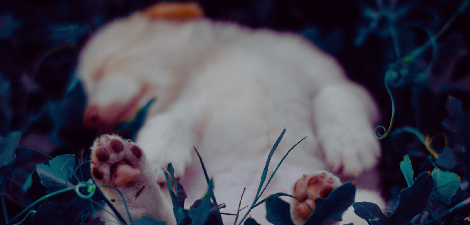 Do Guinea Pigs Sleep With Their Eyes Open