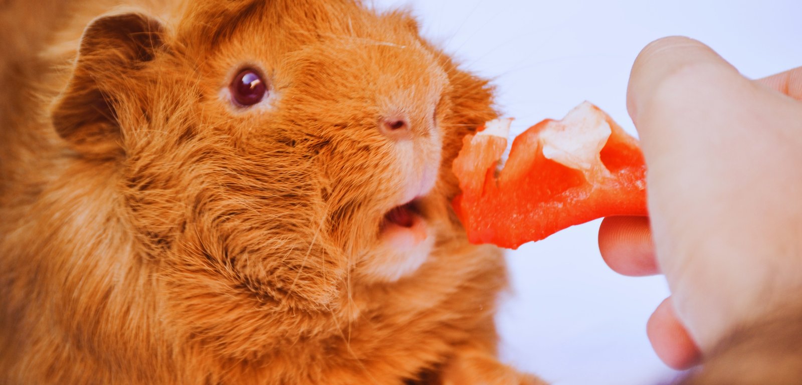 When Should You Worry About Your Guinea Pig’s Eyes?