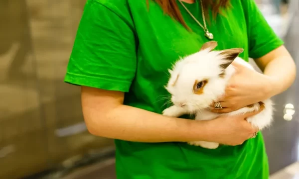 Rabbit Training