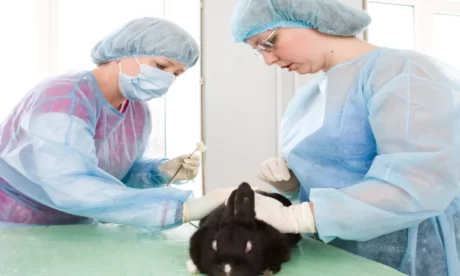 Animal Science Course