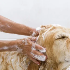 Dog Grooming Course