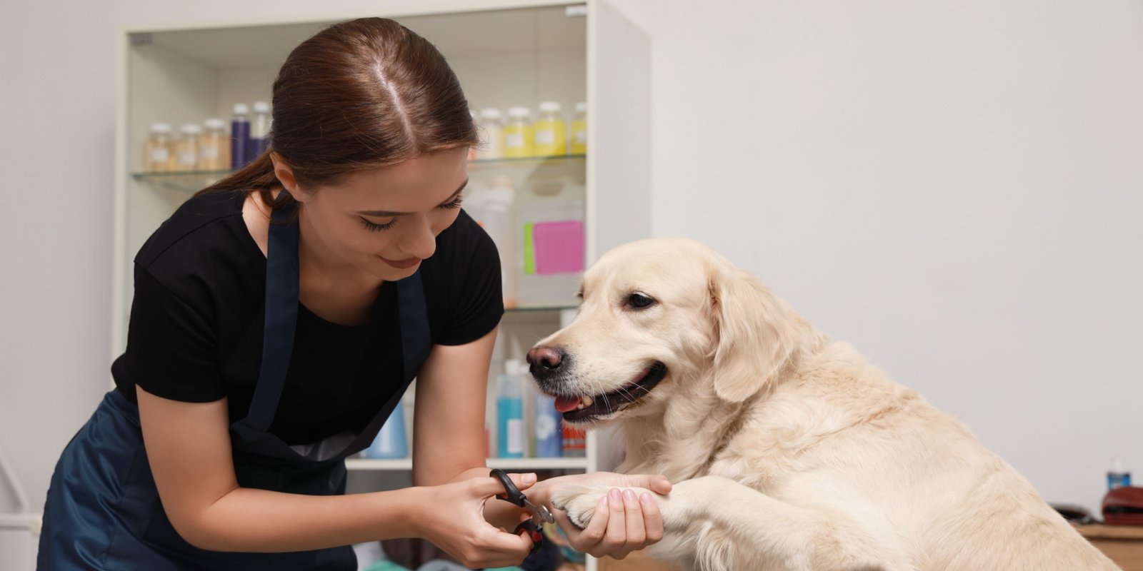 Dog Groomer