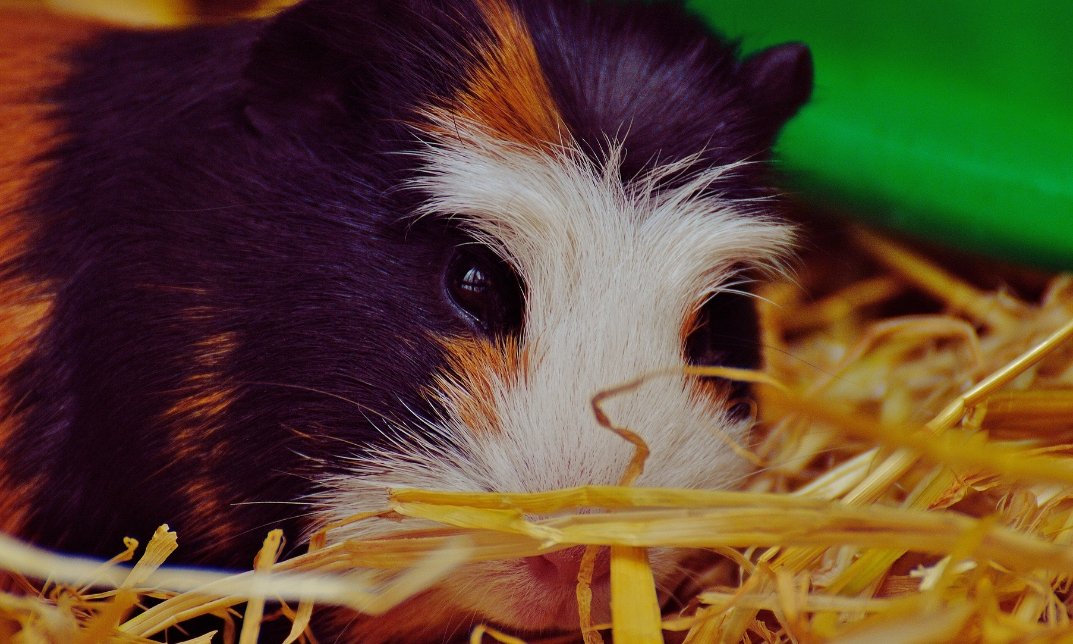 Do Guinea Pigs Blink