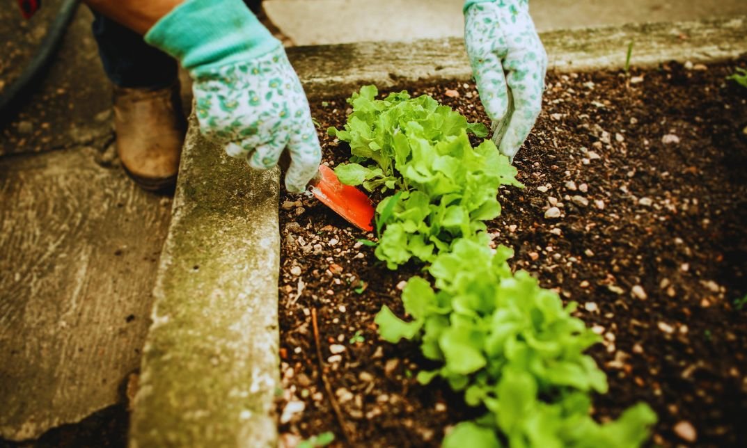 how to dispose of coffee grounds