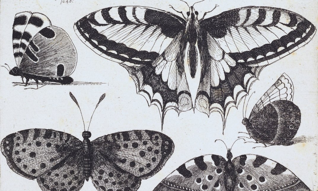 Significance of Butterfly Tattoo